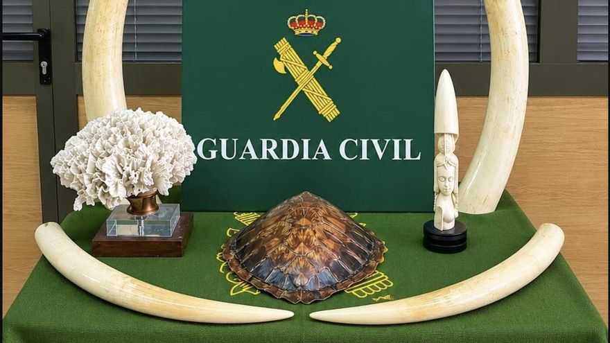 Recuperados de una colección privada en Canarias colmillos de marfil, un coral y el caparazón de una tortuga boba