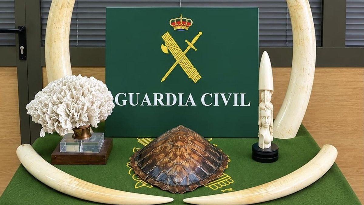 Recuperados de una colección privada en Canarias colmillos de marfil, un coral y el caparazón de tortuga boba