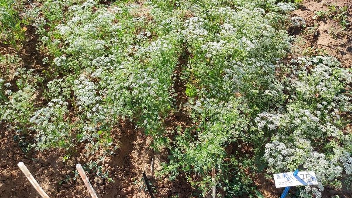 Detalle plantación de anís
