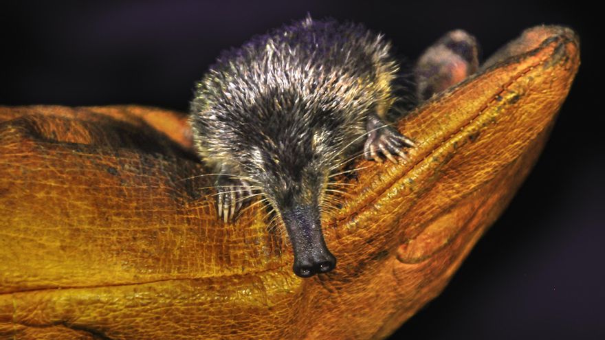 Una noche en el Pirineo tras el rastro de una de las joyas de la fauna ibérica más amenazadas