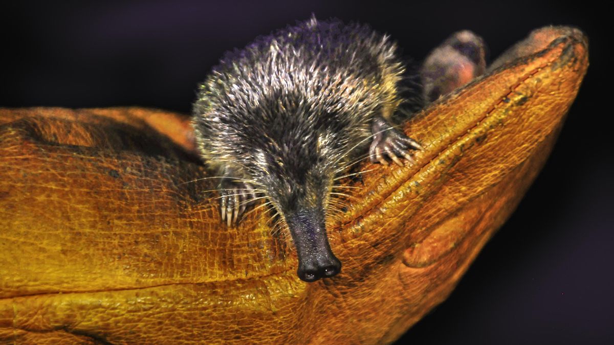Una noche en el Pirineo tras el rastro de una de las joyas de la fauna ibérica más amenazadas