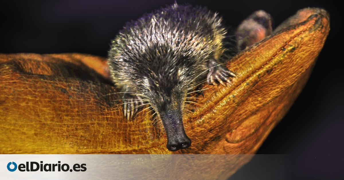 Una noche en el Pirineo tras el rastro de una de las joyas de la fauna ibérica más amenazadas
