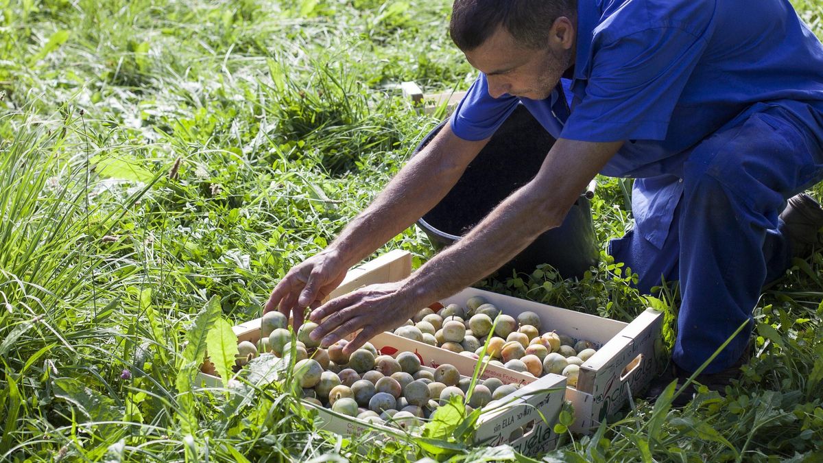 Recogida de ciruelas en Nalda