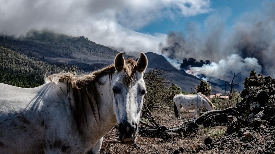 Unos caballos pastan cerca de la boca del volcán en Cumbre Vieja