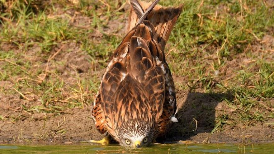 La sequía diezma a los milanos reales y acelera su extinción en Doñana
