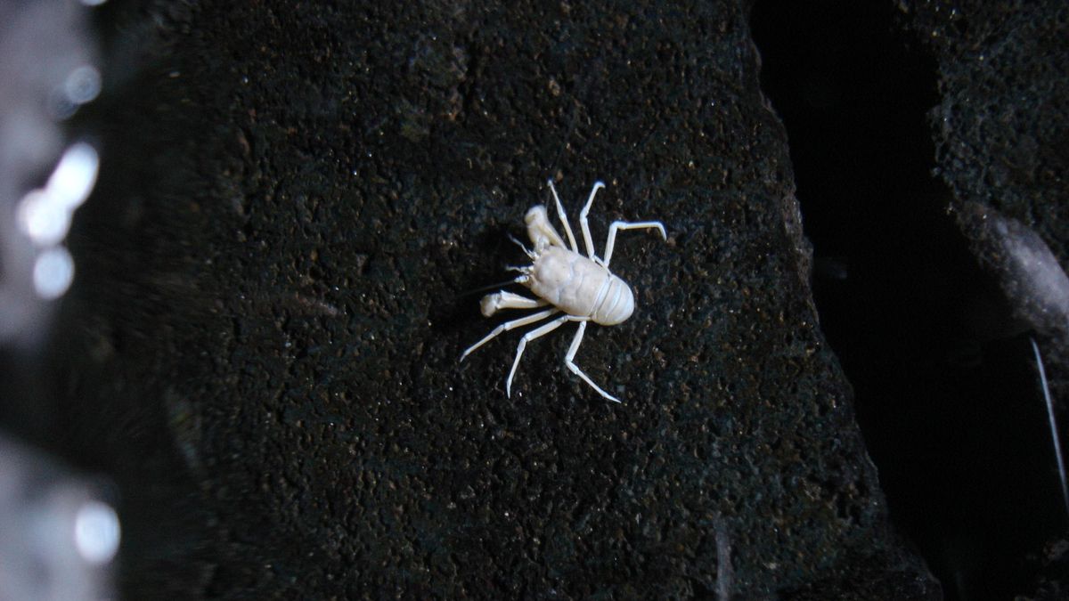 'Munidopsis polymorpha', en los Jameos del Agua