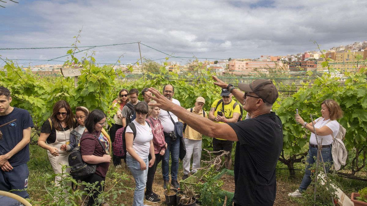 Visita a la Bodega Vega de Gáldar.