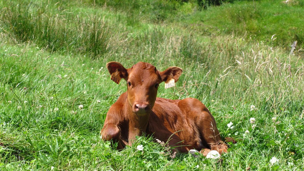 Cantabria conservará una reserva genética de vaca pasiega en el Banco Nacional de Germoplasma Animal de Madrid