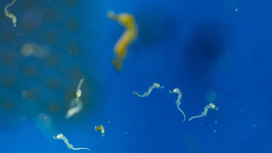 Crías de caballitos de mar nacidos en acuario.