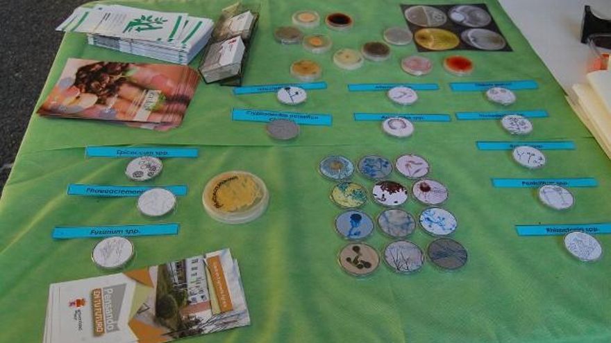 Una serie de 'muestras' de colonias y bacterias en la ExpoCiencia de la Universidad de León. Foto: Uribe.