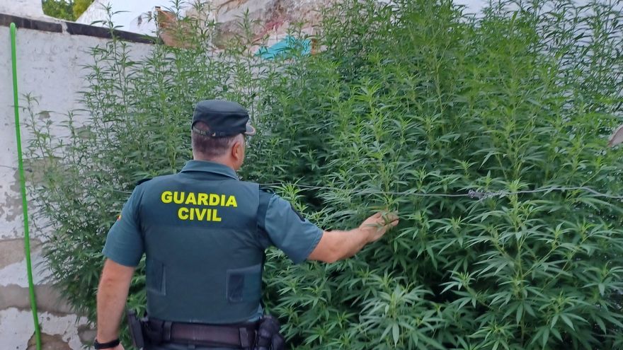 Un detenido por montar una plantación de marihuana en un solar propiedad del Ayuntamiento