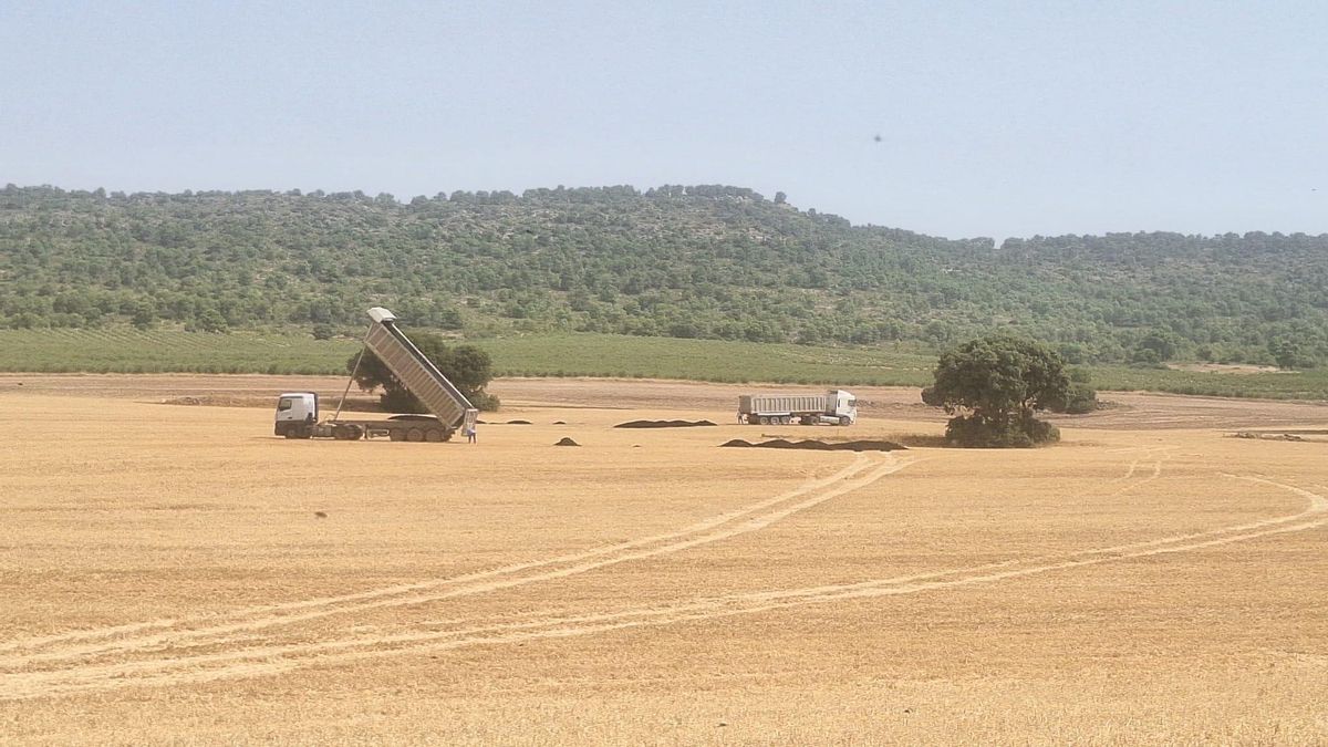 Alatoz se enfrenta durante el verano a una plaga de moscas por el vertido de lodos en el término municipal colindante
