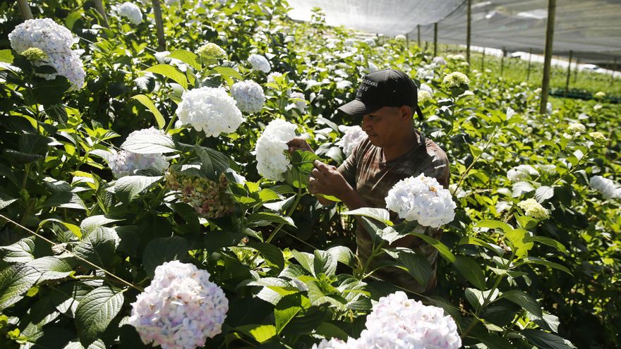 Colombiano inspira a emprender con aguacates y hortensias de exportación