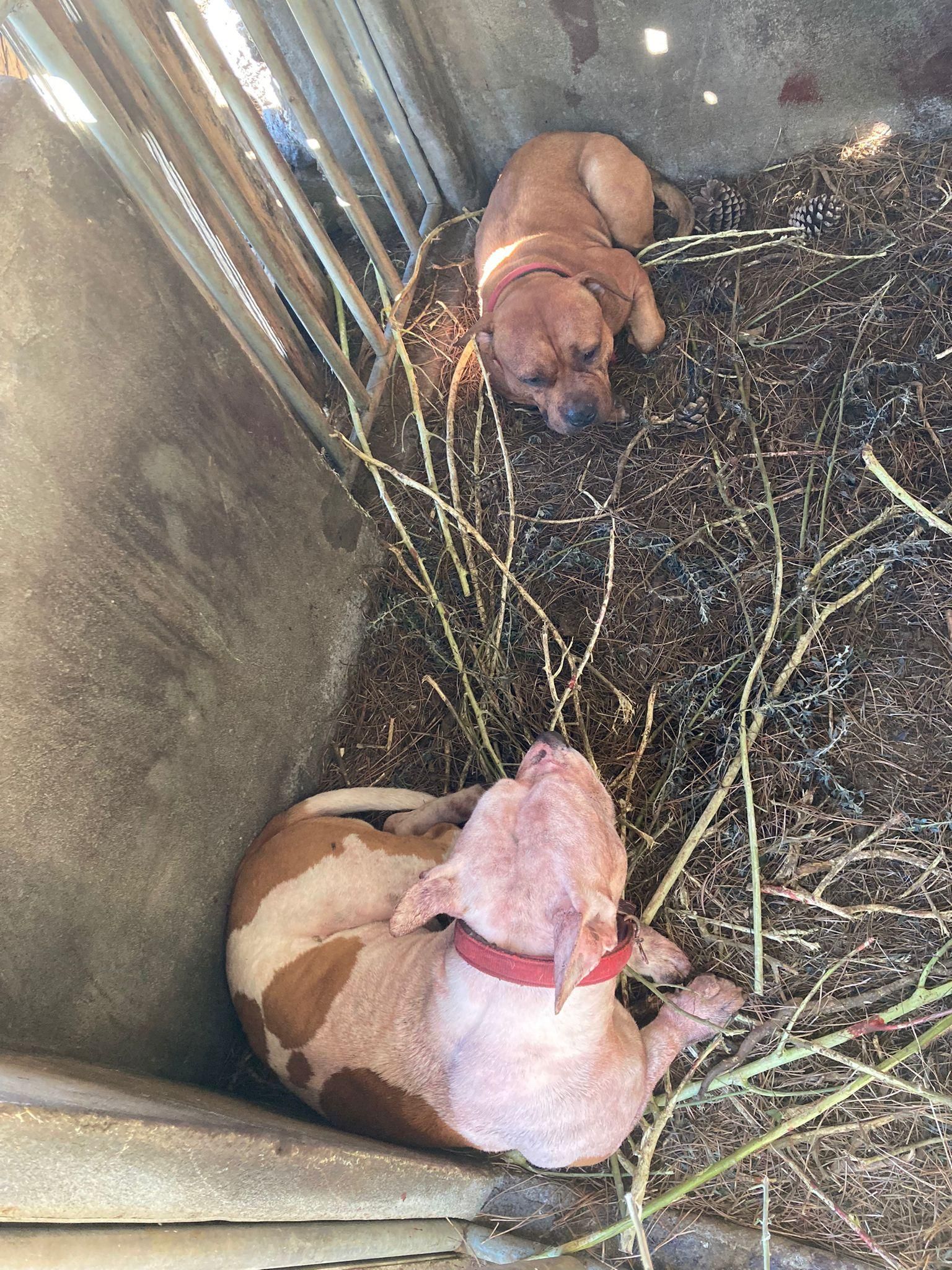 En la imagen, los dos perros que mataron a las nueve ovejas dentro del corral.