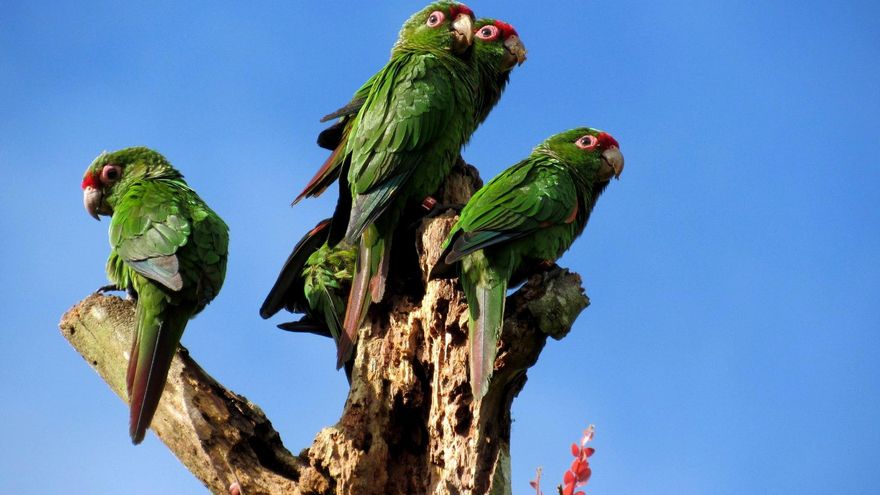 Cajas nido en el sur de Ecuador para salvar a perico en peligro de extinción