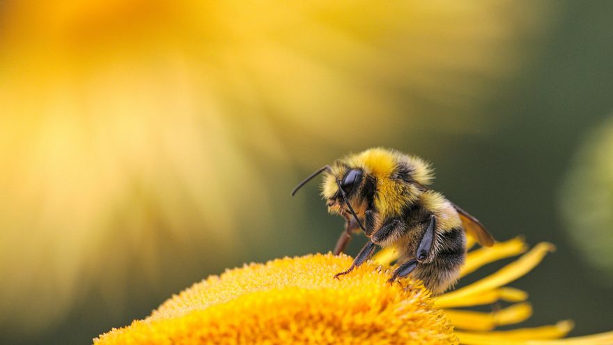 Abejas en casa: una presencia puntual no indica problemas, pero sí debemos adoptar cinco medidas clave