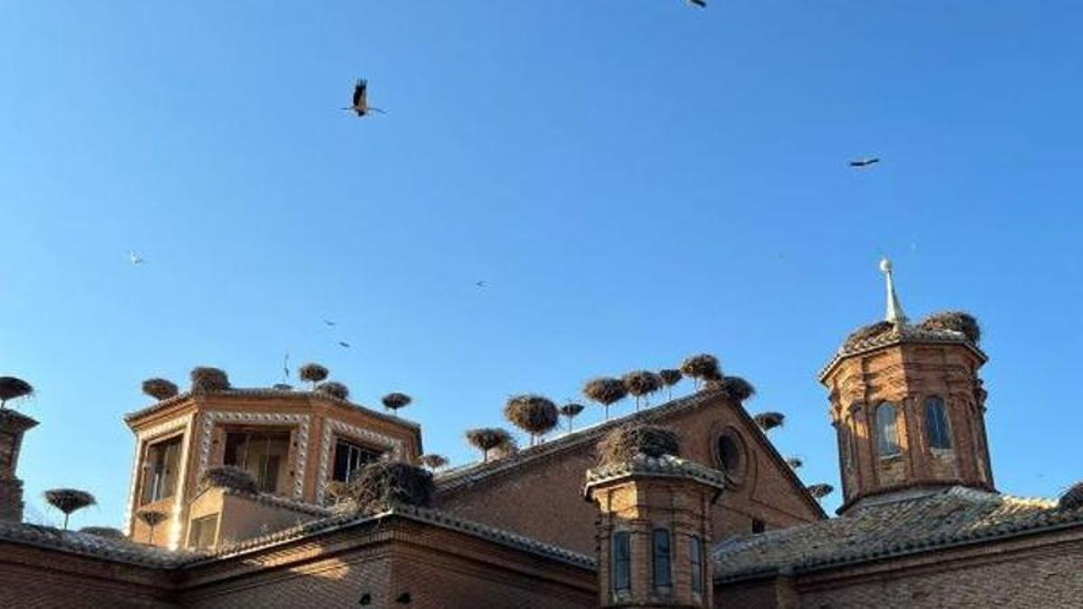 ¡Buen vuelo!: Pasea La Rioja te invita a despedir a las cigüeñas de Alfaro