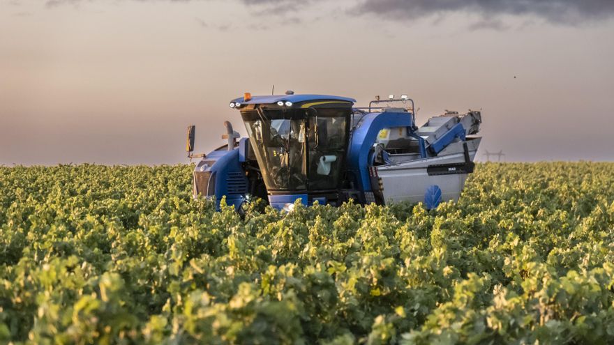 Navarra inicia la vendimia con una previsión de cosecha menor a la de otros años pero de una calidad "excelente"