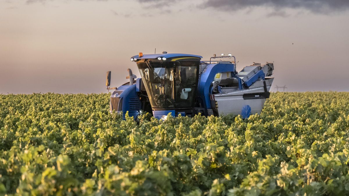 Navarra inicia la vendimia con una previsión de cosecha menor a la de otros años pero de una calidad "excelente"