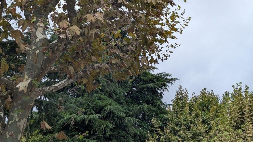 El llamativo otoño en pleno verano que se el clima acelera en el paisaje urbano de León