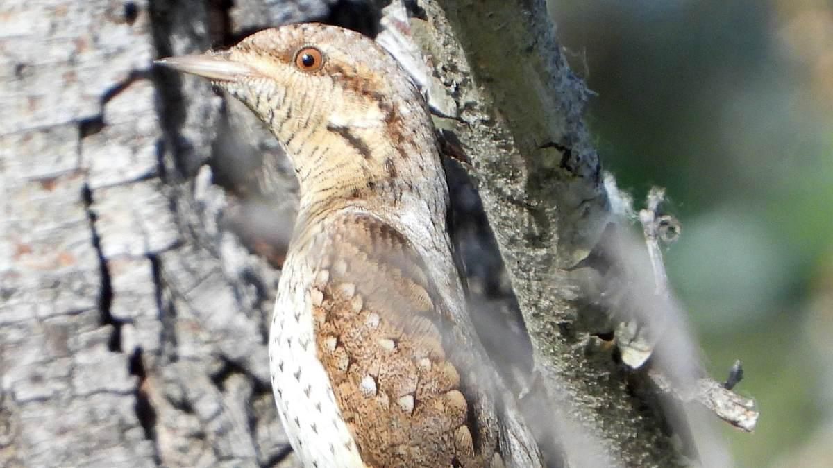 Torcecuello. Pakito Tornado