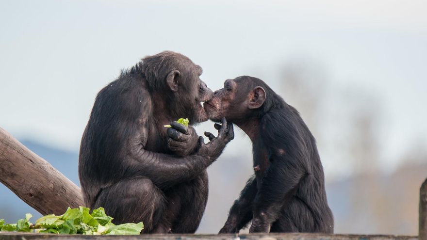 Los chimpancés y bonobos reconocen a sus amigos después de décadas sin verlos