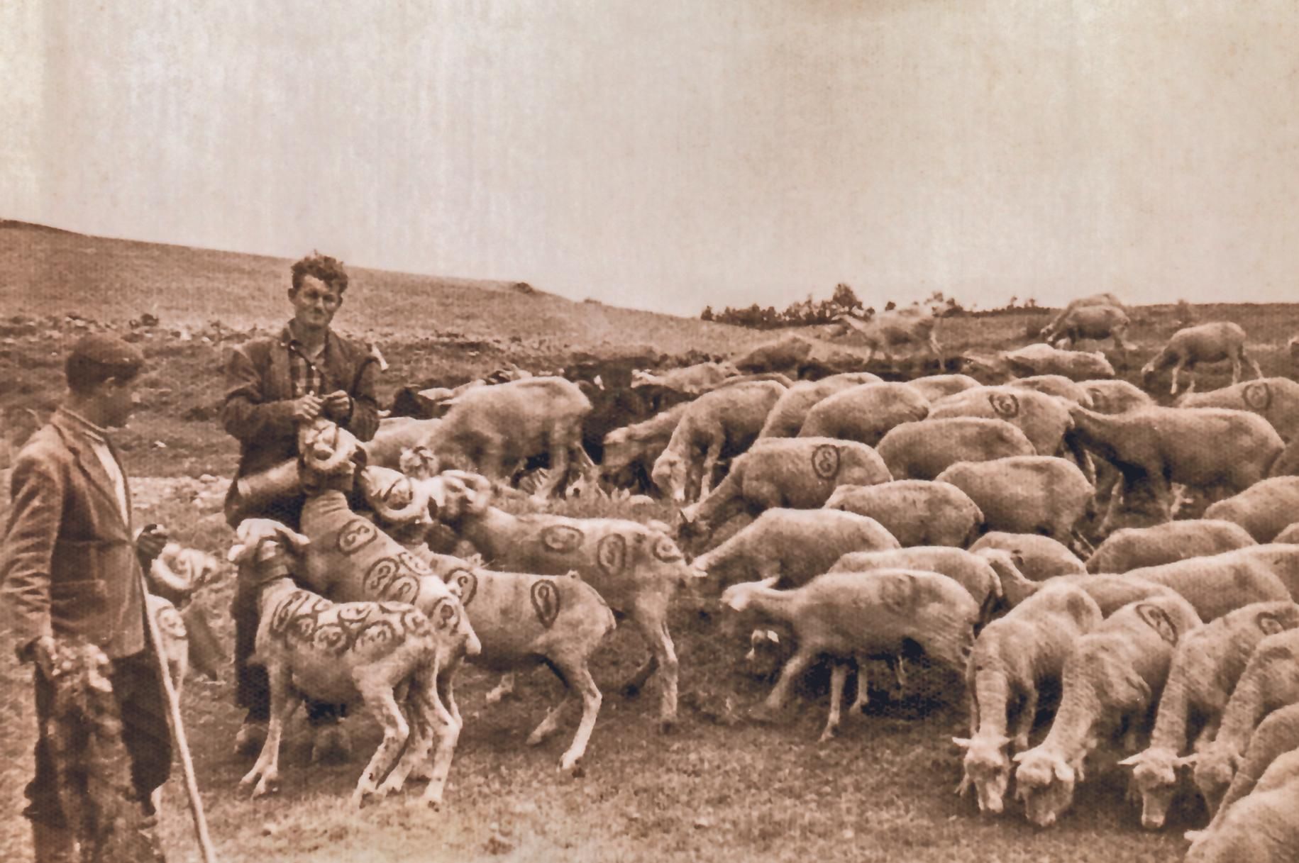 Imagen histórica de un rebaño de ovejas merinas.