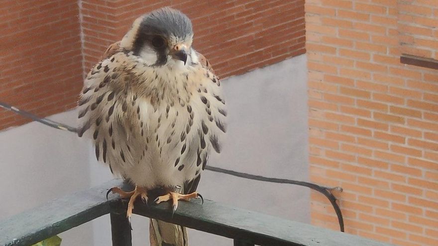 Qué hacer si un ave rapaz llega a tu balcón (explicado con un caso en Tetuán)