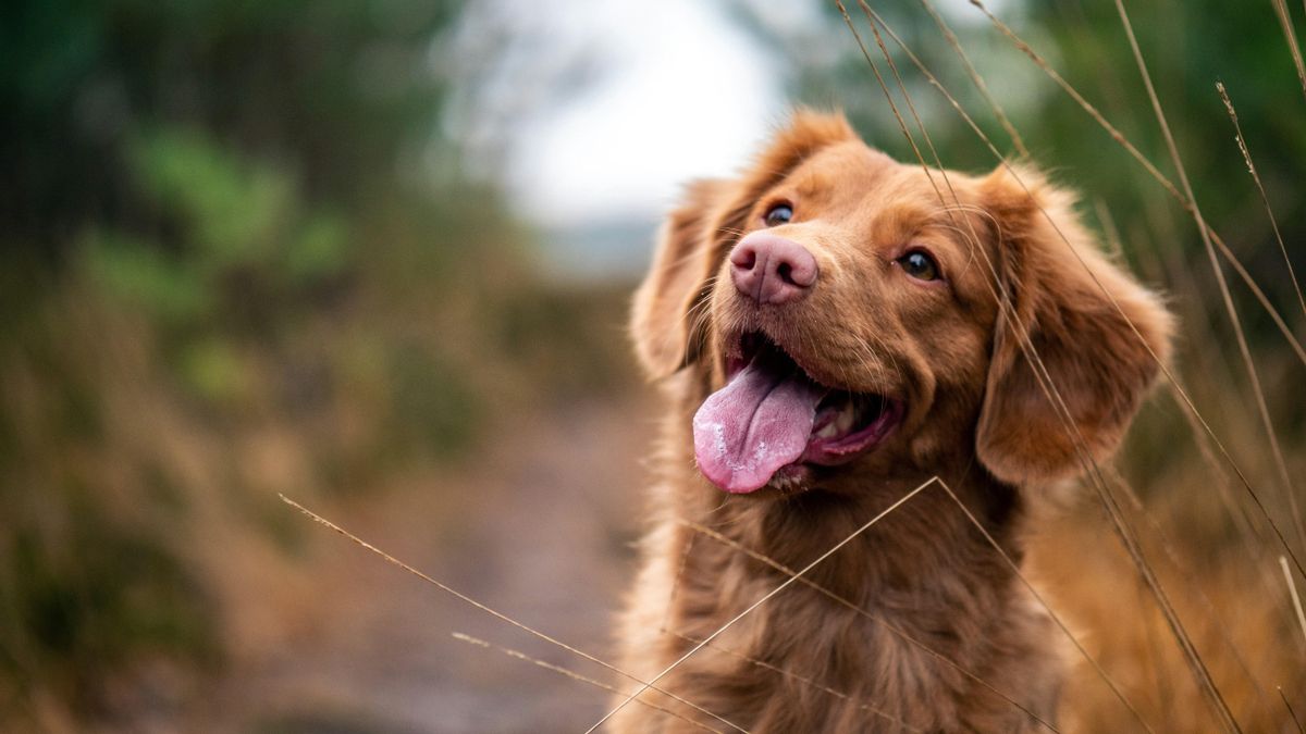 Un veterinario, sobre los perros que se rascan sin parar: “El 80% presentan picor por alergia ambiental o alimentaria”
