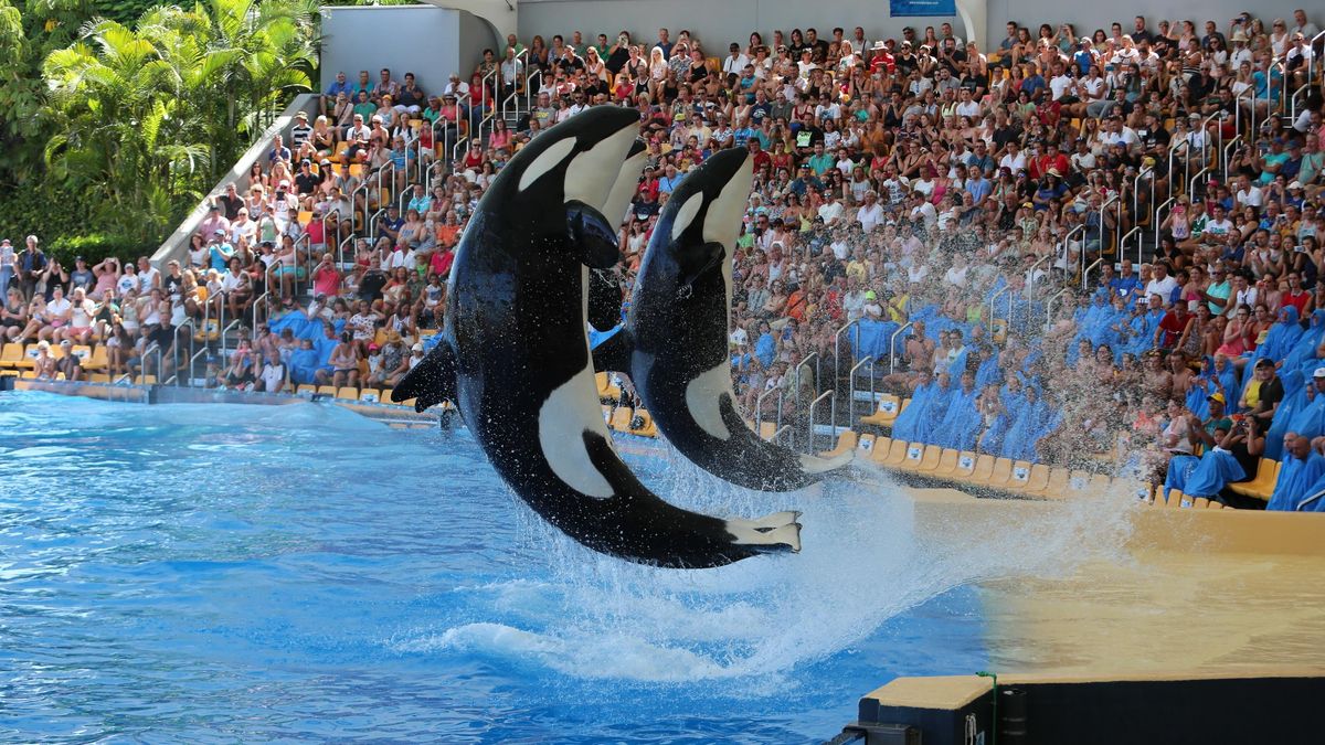 Imagen de archivo de tres orcas durante un espectáculo en Loro Parque, Tenerife
