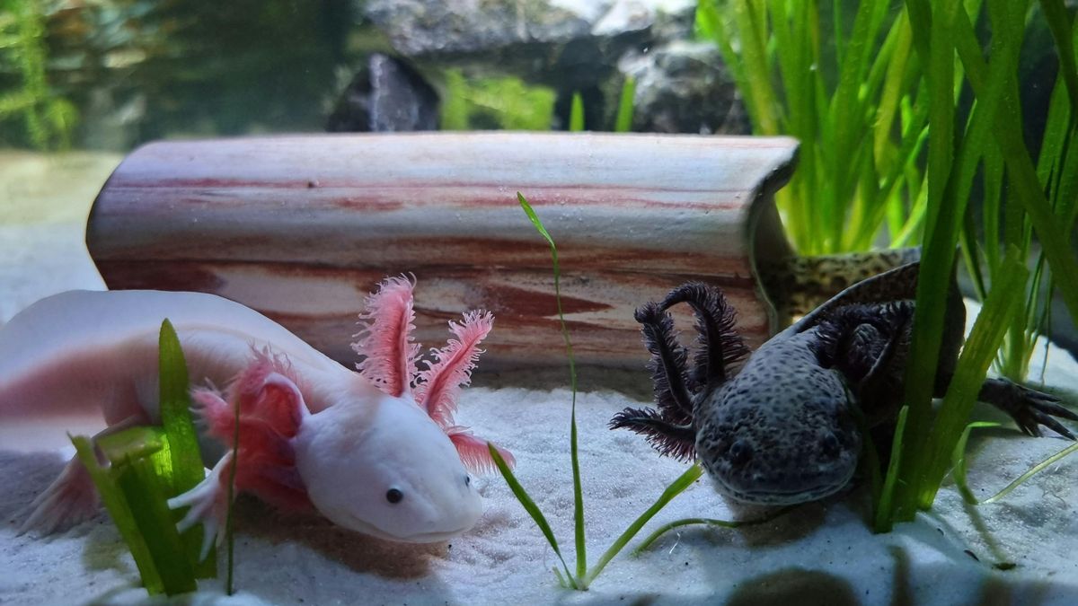 El animal símbolo de México gana fama mundial, pero pierde su hogar natural