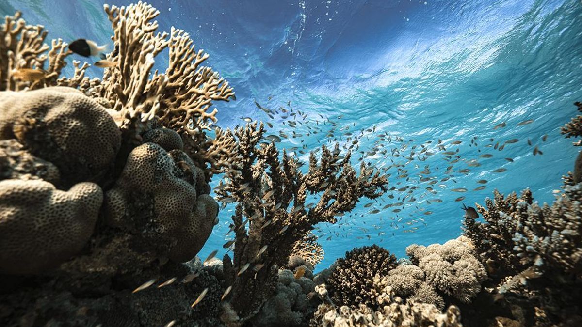 La crisi climàtica augmenta les temperatures dels corals, que escupen les algues que viuen al teixit i actuen com a font energia.