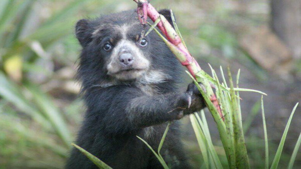 Cachorro de oso de anteojos en el Parque Nacional Llanganates. Foto: Ministerio de Ambiente de Ecuador