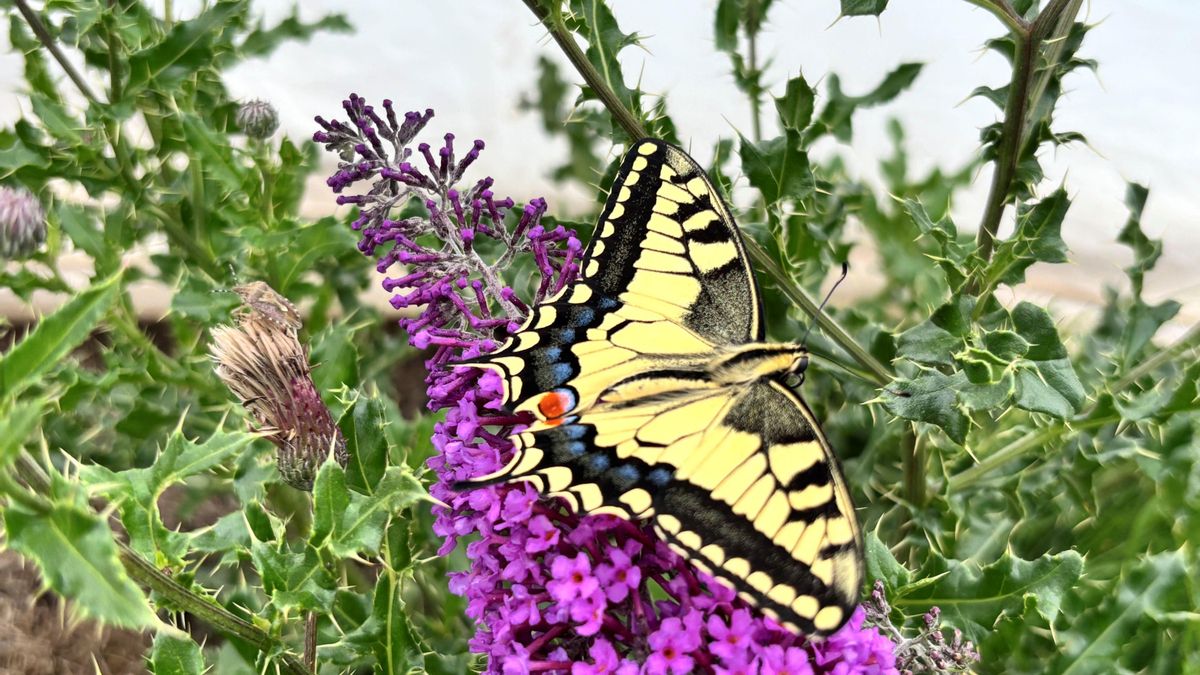 Las alas de las mariposas crean una ilusión óptica que hace fallar a sus depredadores