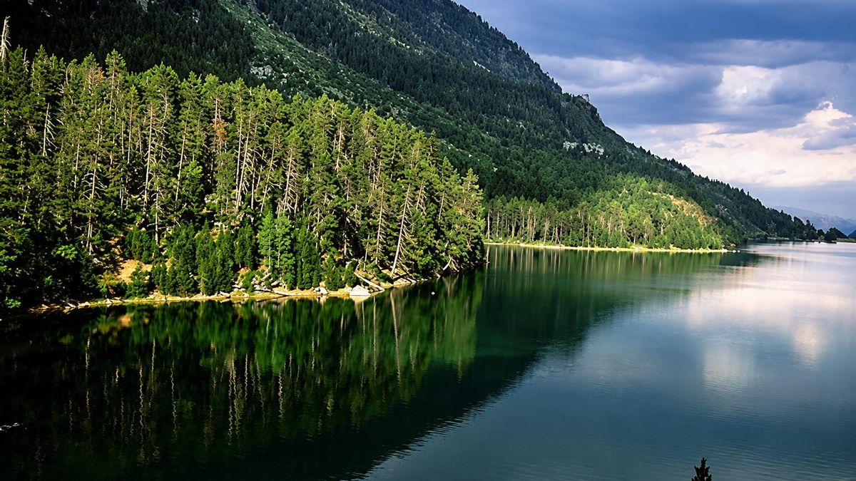 Pino negro en el Estany de Sant Maurici.