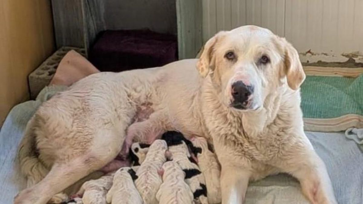 Tati con sus cachorros