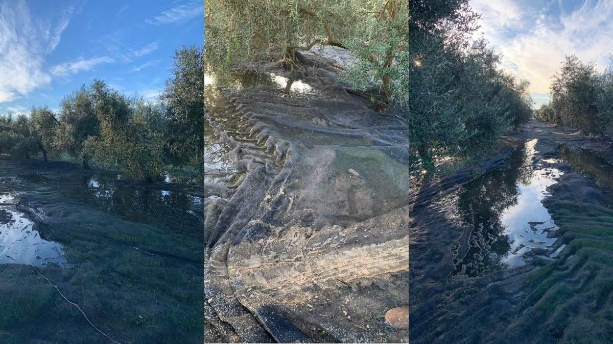 Tajos repletos de barro en los olivares cordobeses.