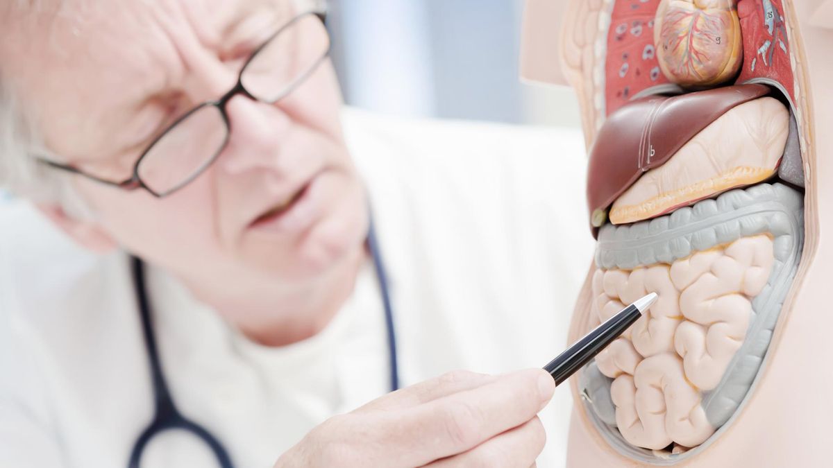 Un doctor utiliza un modelo anatómico para explicar una patología intestinal