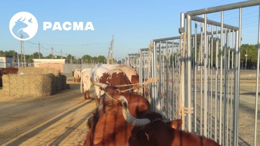 Al sol, atados en corto y sin agua: Pacma denuncia la espera de los bueyes de algunas hermandades para salir a El Rocío