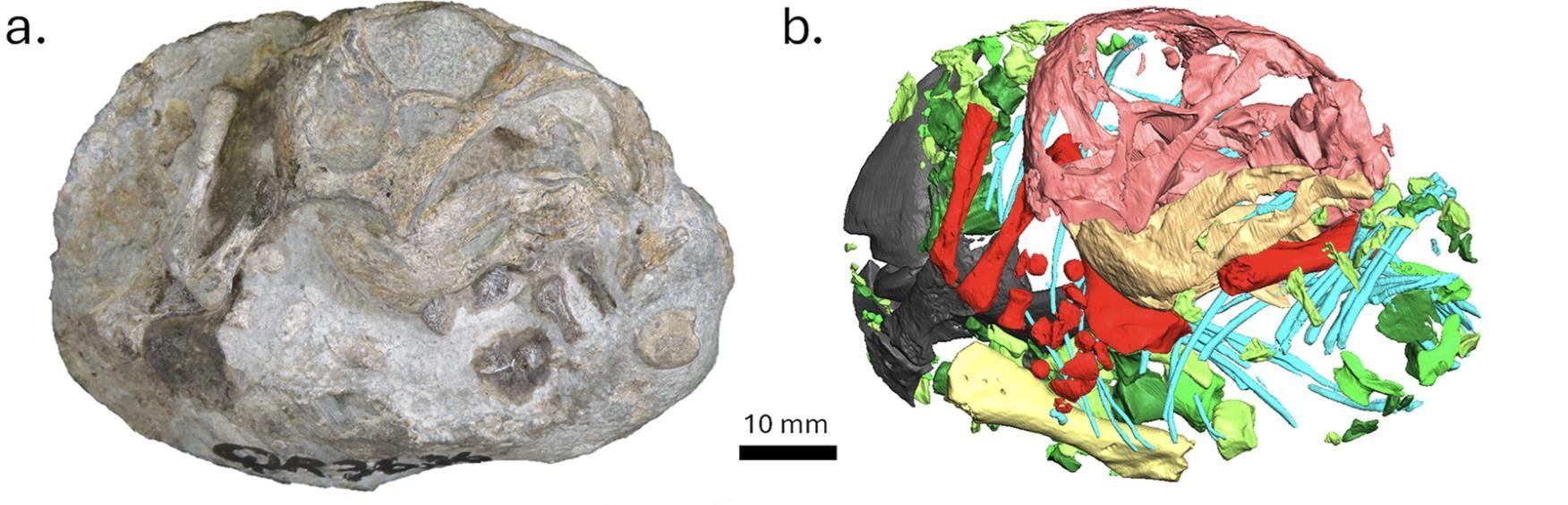 Las estructuras contenían reservas suficientes para que el organismo alcanzara una fase madura