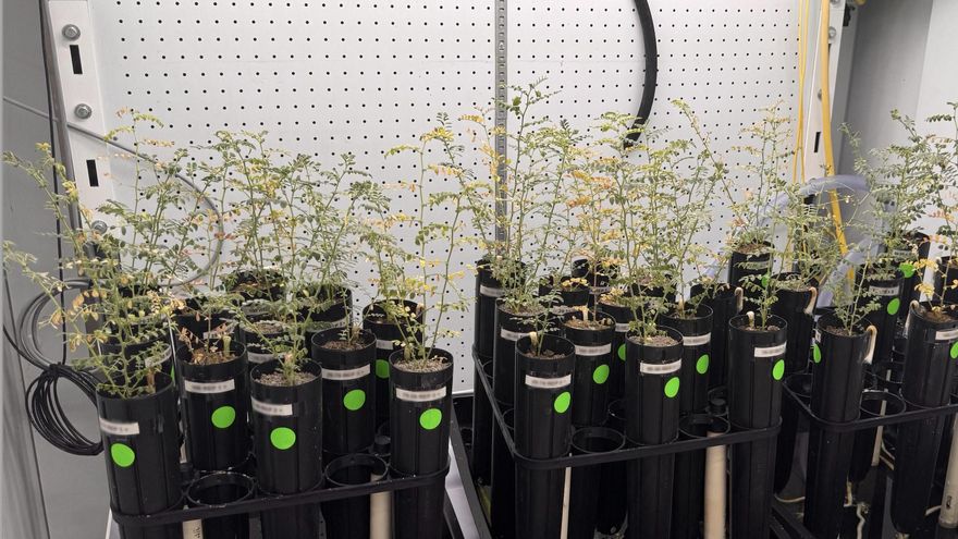 Plantas de garbanzos que crecen en diversas mezclas de simulación de suelo lunar investigadas.