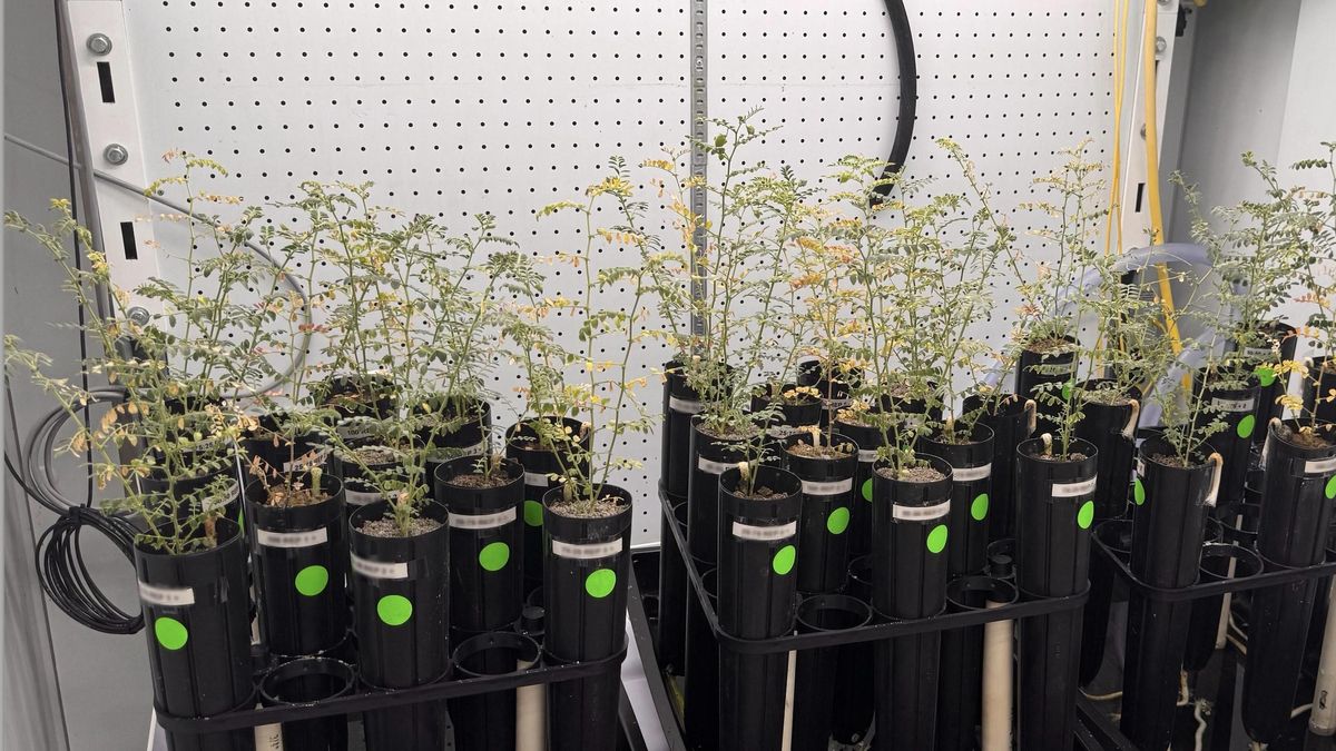 ¿Plantaremos garbanzos en la Luna? Consiguen la primera cosecha cultivada en ‘suelo lunar’ enriquecido