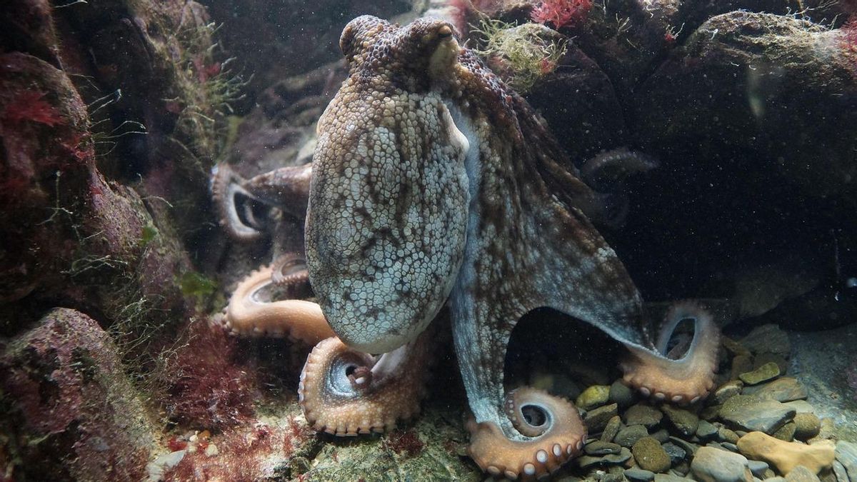 Los brazos del pulpo funcionan como cerebros en miniatura