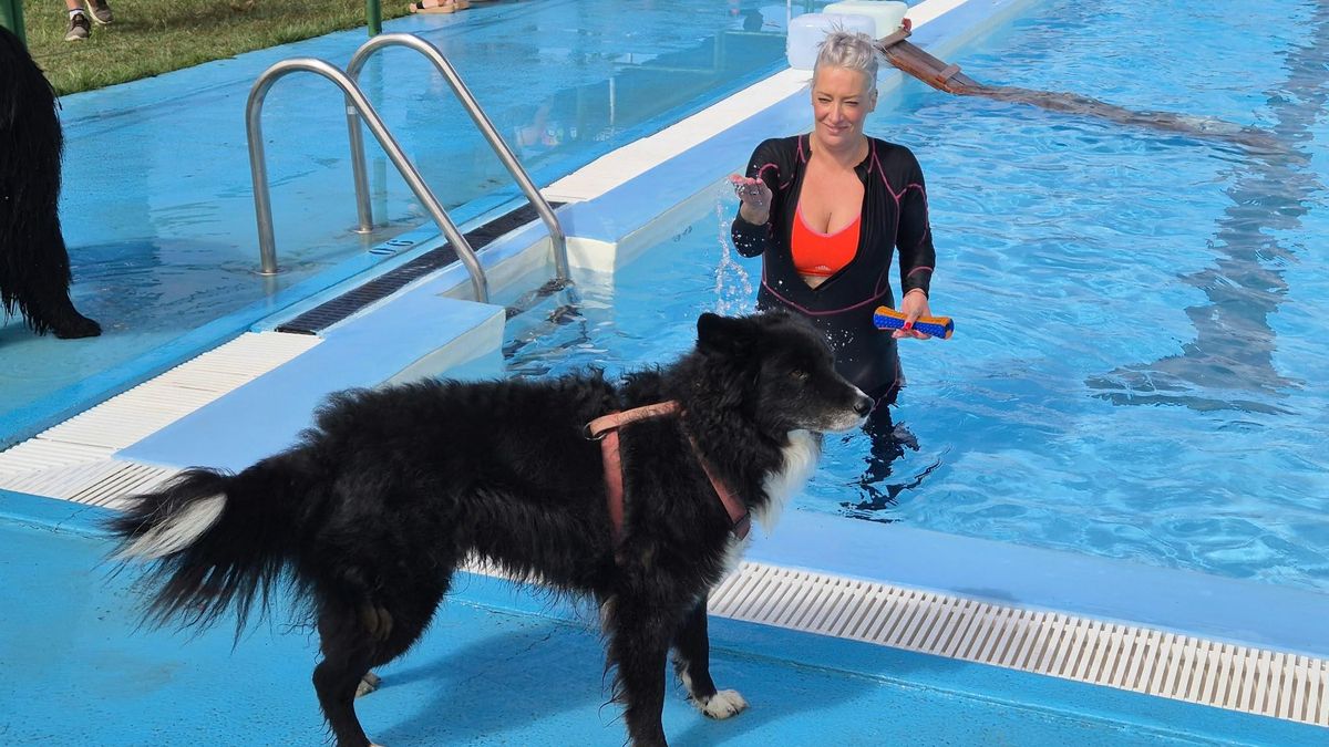 Al agua, perros: Villaquilambre celebra este domingo PiscicanVQ tras el cierre de la piscina municipal
