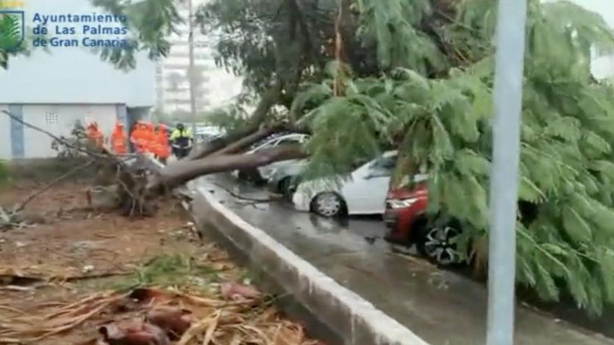 Caída de un árbol en el barrio de San Cristóbal