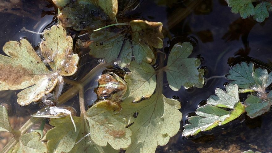 Una presa abandonada de Madrid alberga la mayor colonia de anfibios de Europa