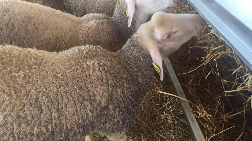 Castilla-La Mancha pondrá a disposición de los ganaderos 700.000 vacunas para proteger del serotipo 3 de la lengua azul