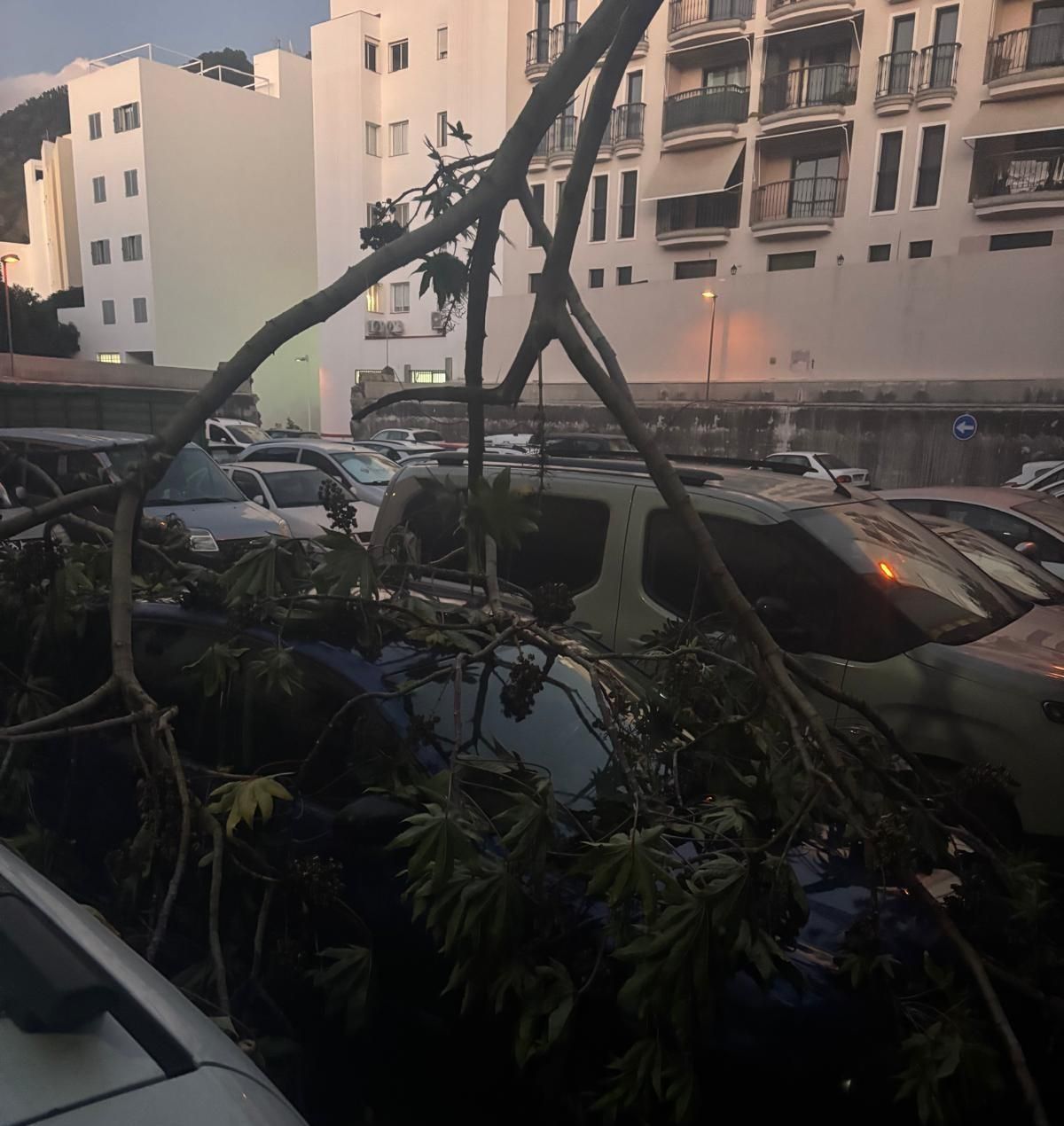 Una rama caída por el viento.