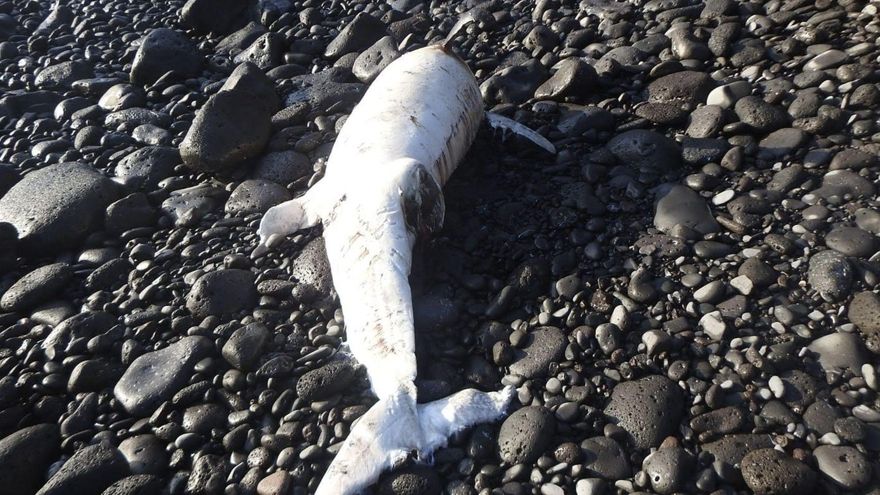 Una investigación relaciona por primera vez la muerte aguda y masiva de delfines con las microalgas de Canarias