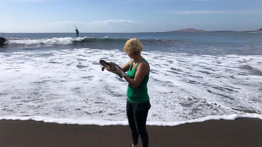 Suelta de la tortuga recuperada en Gran Canaria tras ser rescatada malherida en diciembre